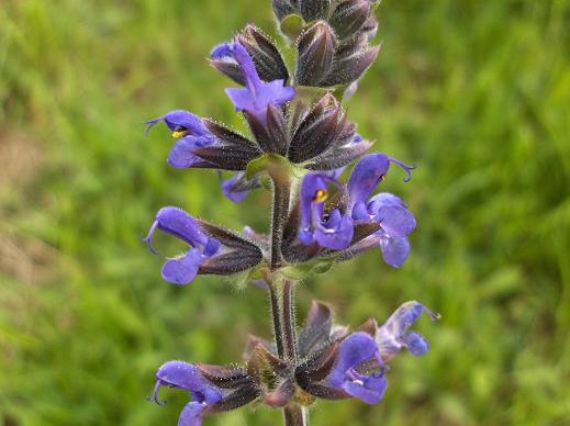 Ajuga reptans e Salvia verbenaca